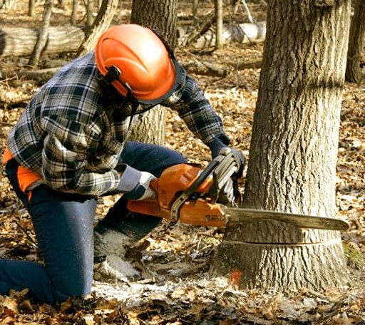 Tree Removal in Yorkshire, OH